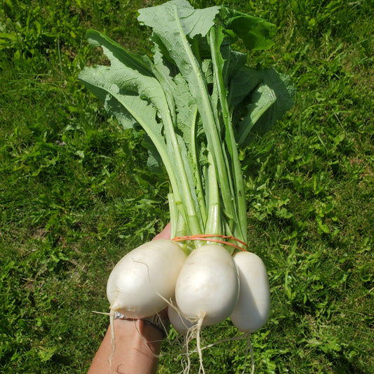 Salad Turnips, Certified Organics