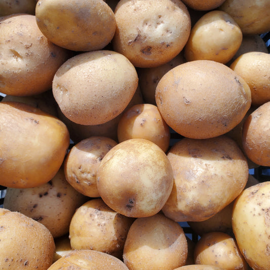 Potatoes, Satina (Yellow) - Transitional Organic