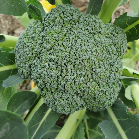 Broccoli, Certified Organic - MEX