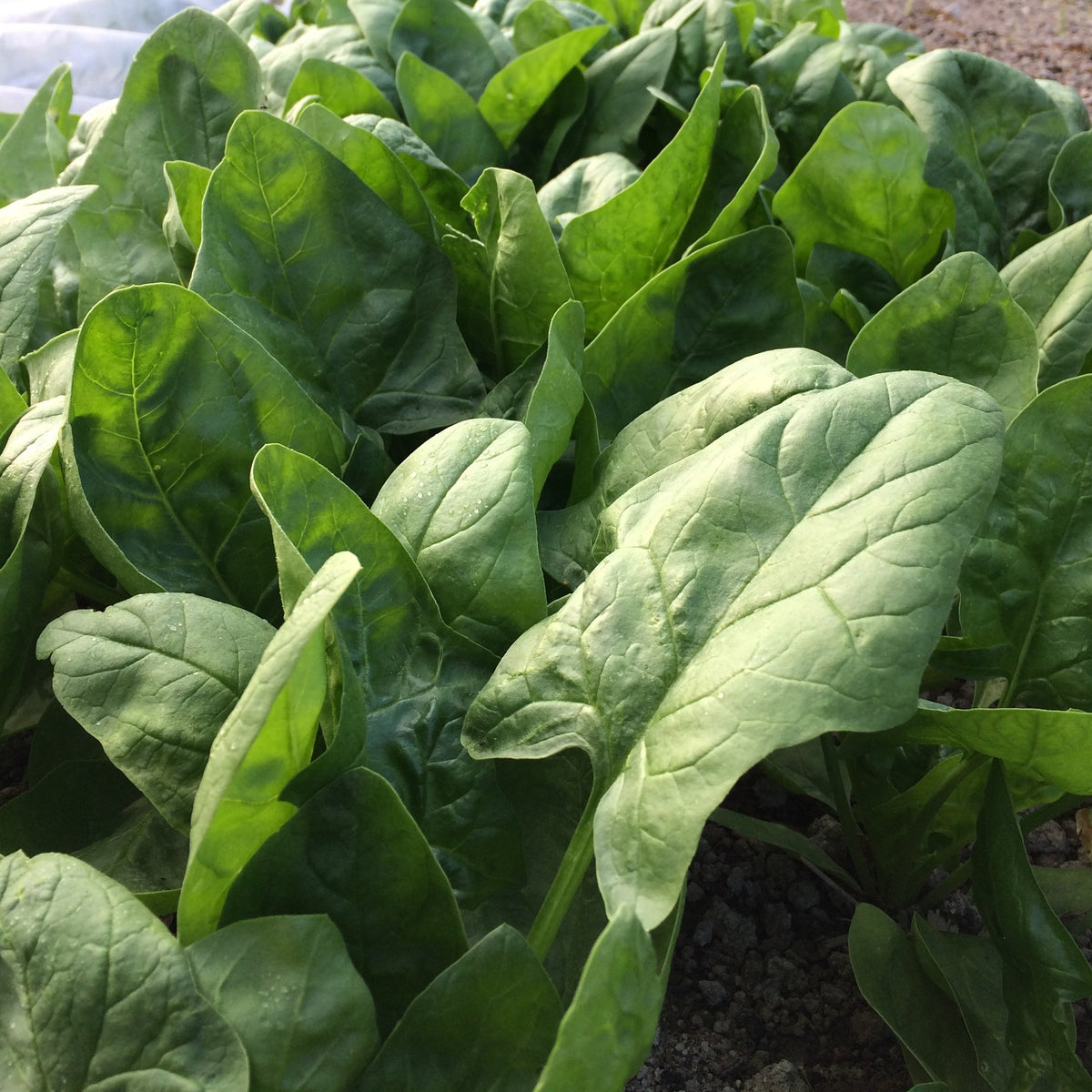 Spinach (Plant)