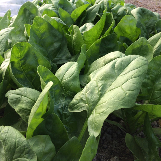 Spinach (Plant)