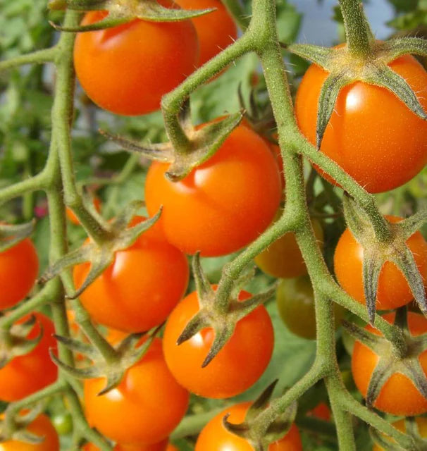 Seedling - Tomato - Cherry, Sungold