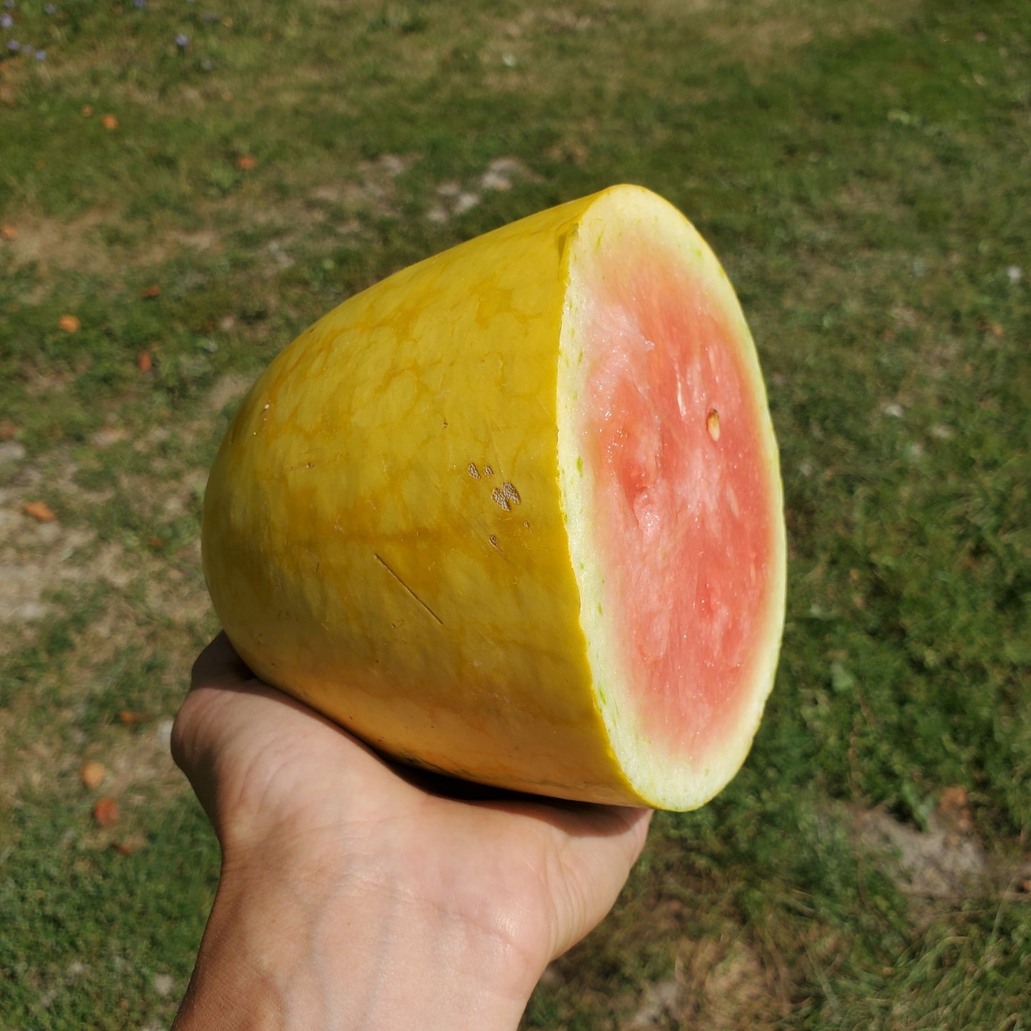 Melon, Watermelon, Certified Organic - BC