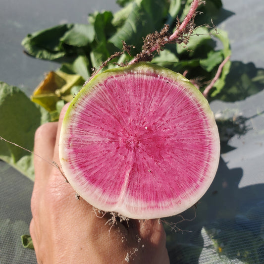 Radish, Watermelon - Transitional Organic