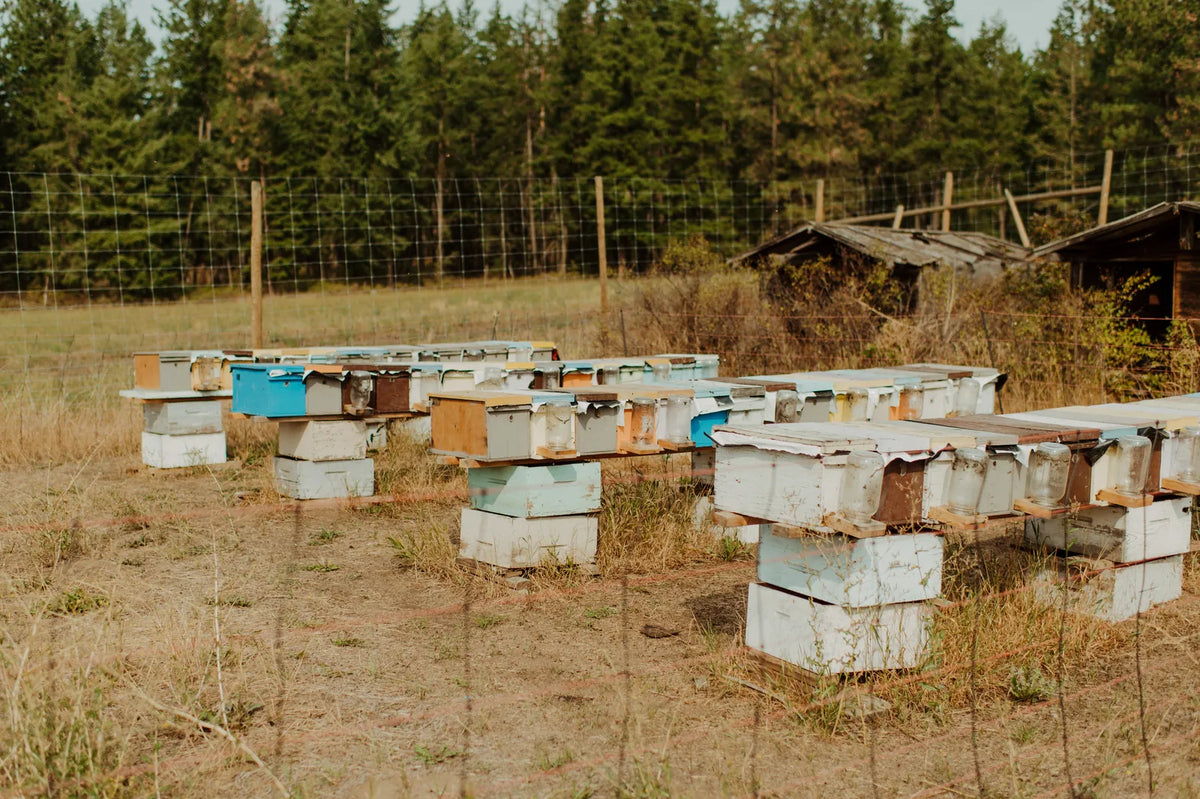 Wild Antho farm in Armstrong, BC