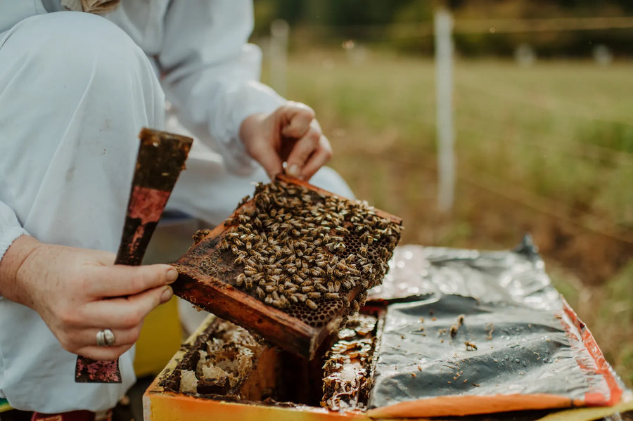 A beekeeper lifting a frame covered in bees out of a Wild Antho nuc box