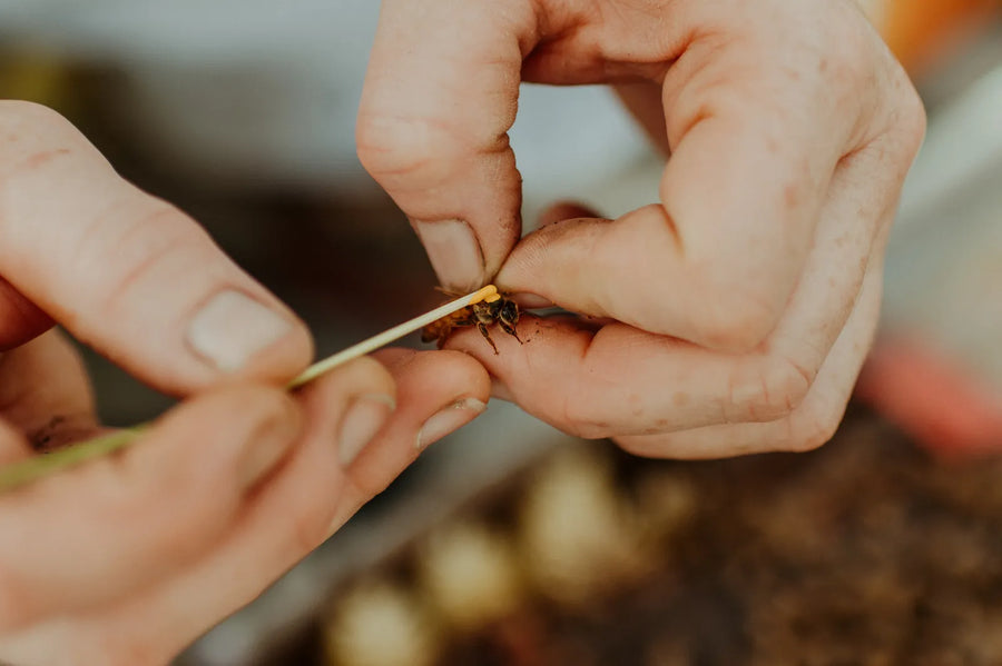 Hands holding a queen bee during queen rearing at Wild Antho