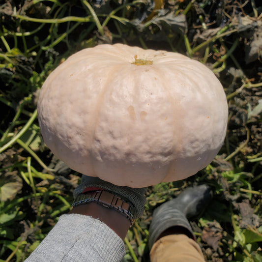 Squash, Winter Blush (3-4lbs) - Certified Organic - BC