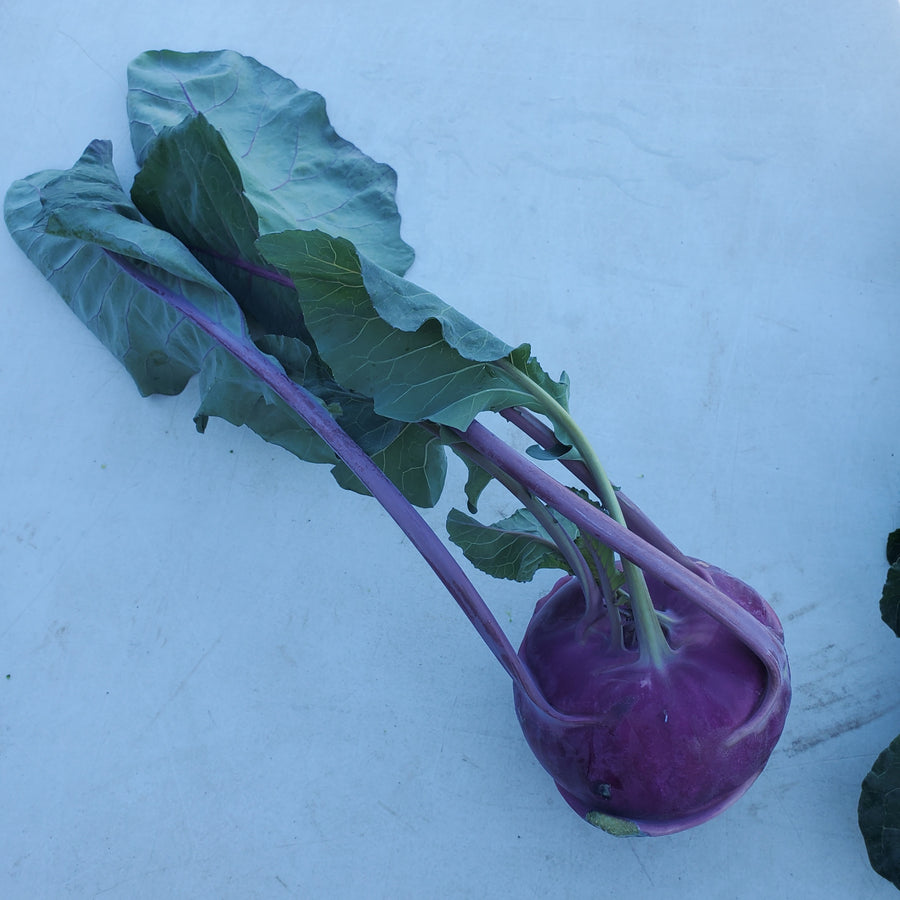 A purple kohlrabi with its leaves still attached