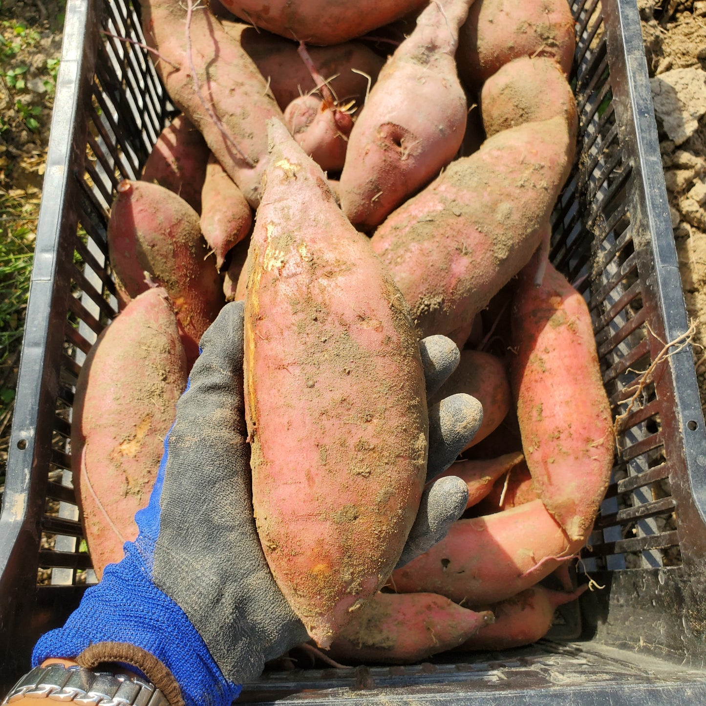 Sweet Potato/Yam (Orange Flesh) - Certified Organic - BC